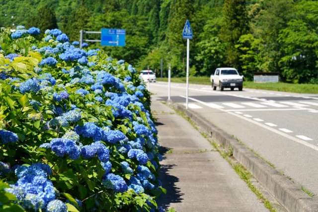 越中西街道アジサイロード